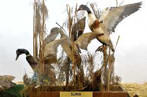 gaziantep-zooloji-ve-doga-muzesi