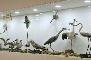 gaziantep-zooloji-ve-doga-muzesi