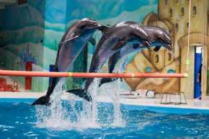 istanbul-dolphinarium-yunus-gosteri-merkezi