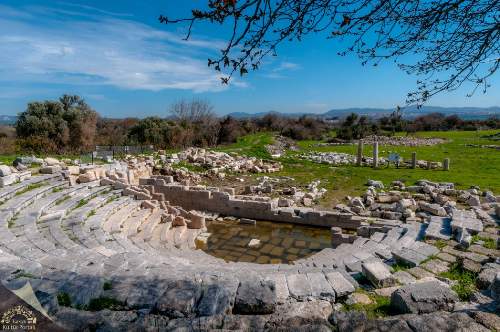 teos-orenyeri