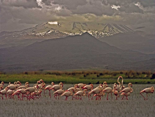 sultan-sazligi-kus-cenneti