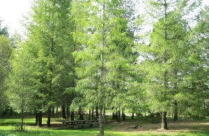 sayacabasi-mesire-yeri-ulubey