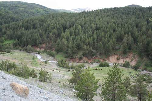 imranli-koyunkaya-mesiresi