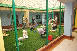 van-kedisi-evi