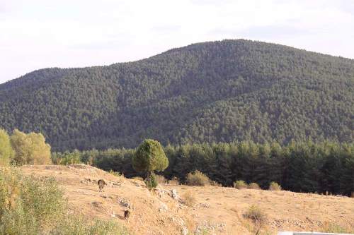 bozok-yaylasi