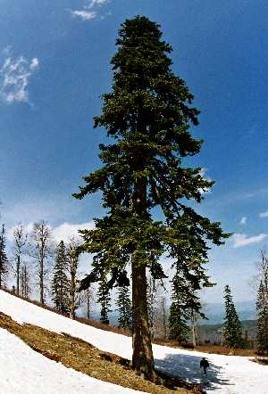 karduz-yaylasi