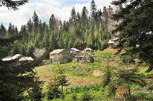 sinekli-yaylasi